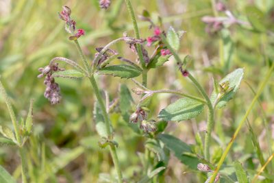 Gonocarpus tetragynus, photographed by Andrew Allen