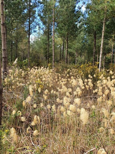 Miscanthus nepalensis, photographed by Kate McAlpine