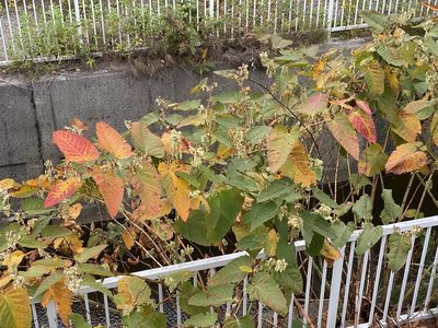 Reynoutria sachalinensis, photographed by ITÔ, Hiroki