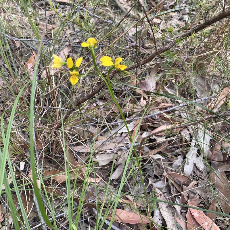 Diuris aurea, photographed by prossington