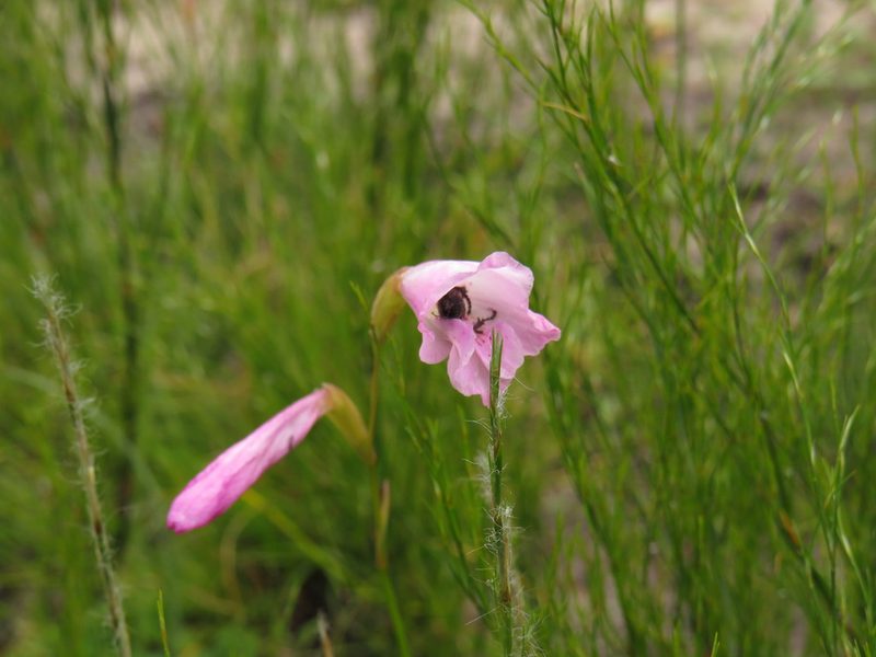 Gladiolus hirsutus, photographed by Jeremy Gilmore