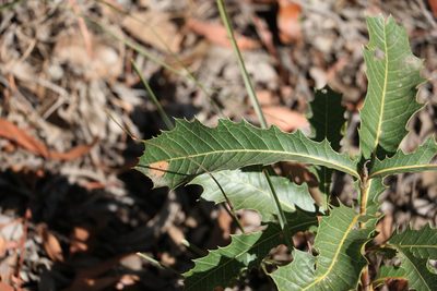 Xylomelum salicinum, photographed by Greg Tasney