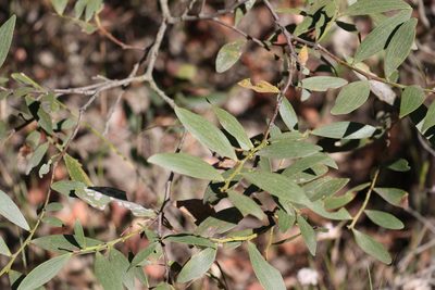 Acacia complanata, photographed by Greg Tasney
