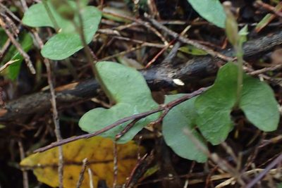 Acianthus sinclairii, photographed by Oscar Dove