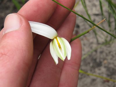 Pauridia capensis, photographed by Jeremy Gilmore