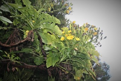 Sonchus fruticosus, photographed by Edmundas Greimas
