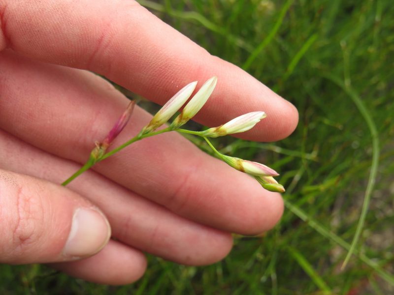 Geissorhiza juncea, photographed by Jeremy Gilmore
