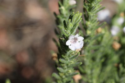 Chloanthes parviflora, photographed by Greg Tasney