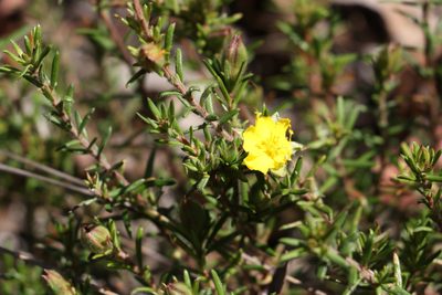 Hibbertia stricta, photographed by Greg Tasney