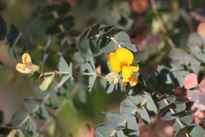 Pultenaea spinosa, photographed by Greg Tasney