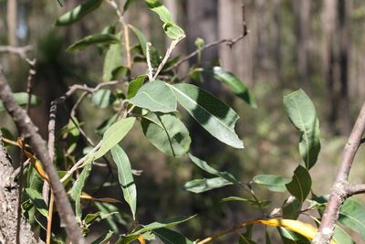 Xylomelum salicinum, photographed by Greg Tasney