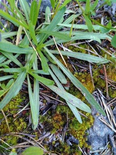 Tolpis staticifolia, photographed by Yves Bas