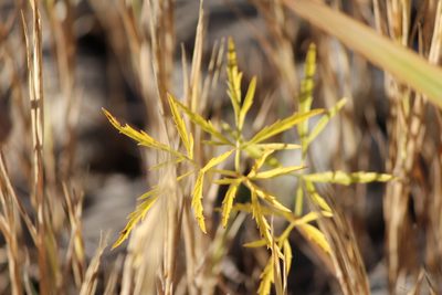 Cicuta virosa, photographed by Marina Potapova