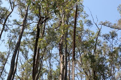 Xanthorrhoea johnsonii, photographed by Greg Tasney