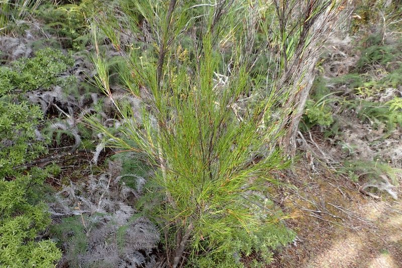 Dracophyllum lessonianum, photographed by Oscar Dove