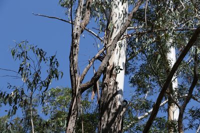 Eucalyptus melliodora, photographed by Greg Tasney