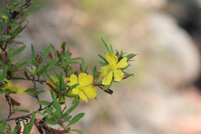Hibbertia linearis, photographed by Greg Tasney