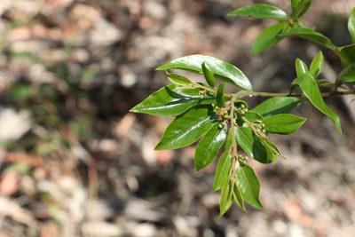 Petalostigma triloculare, photographed by Greg Tasney