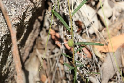 Hovea heterophylla, photographed by Greg Tasney