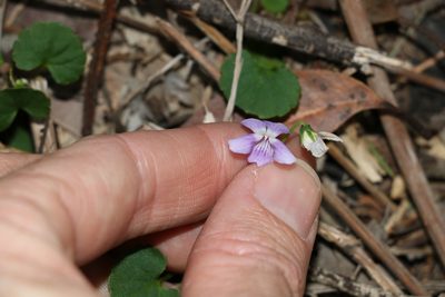 Viola perreniformis, photographed by Greg Tasney