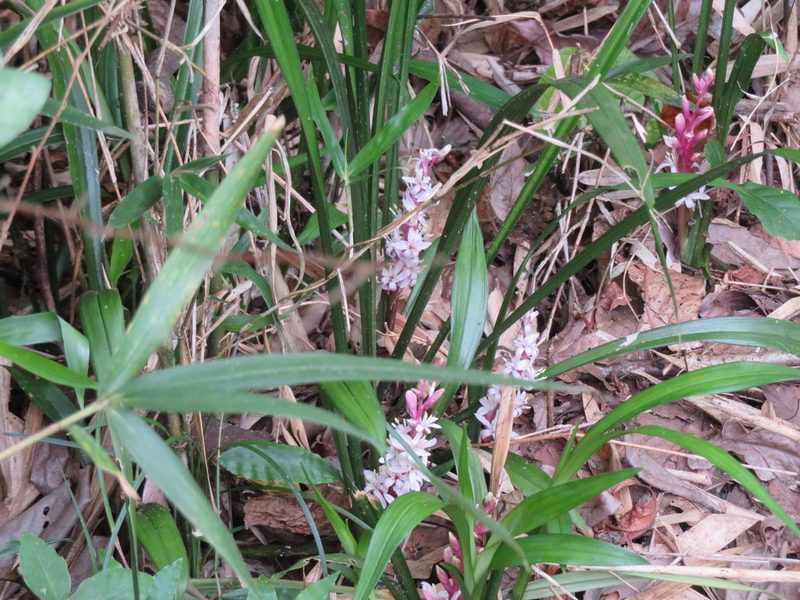 Reineckea carnea, photographed by IMORI MIHO