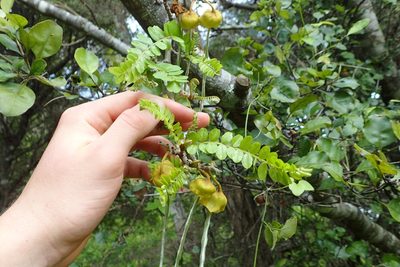 Sophora chathamica, photographed by Oscar Dove