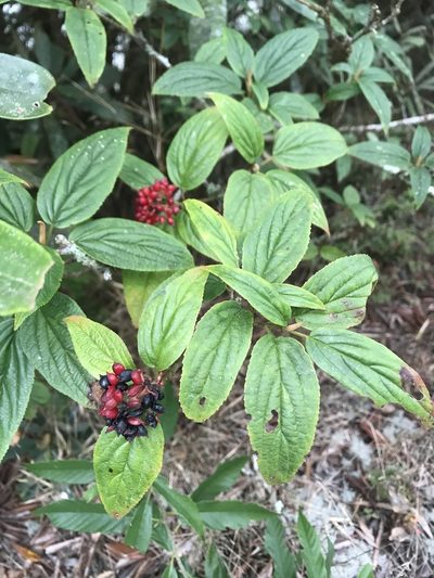 Viburnum urceolatum, photographed by poyin