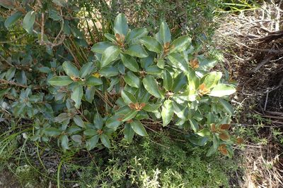 Olearia furfuracea, photographed by Oscar Dove