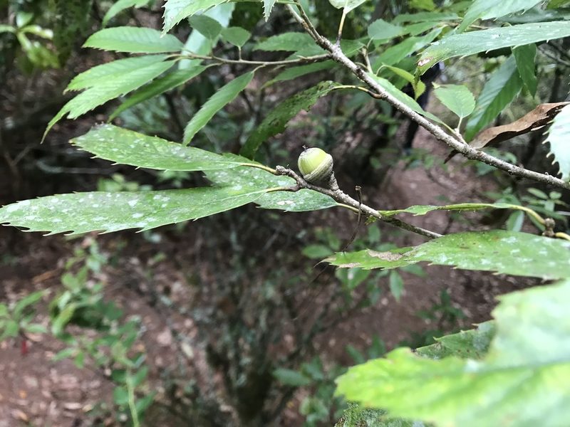 Quercus stenophylloides, photographed by poyin