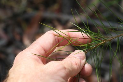 Acacia quadrilateralis, photographed by Greg Tasney