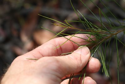 Acacia quadrilateralis, photographed by Greg Tasney