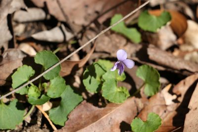 Viola perreniformis, photographed by Greg Tasney