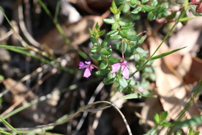 Tetratheca thymifolia, photographed by Greg Tasney