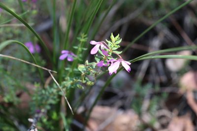 Tetratheca thymifolia, photographed by Greg Tasney