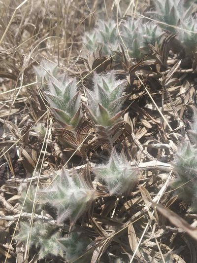 Lepidagathis clavata, photographed by S.MORE