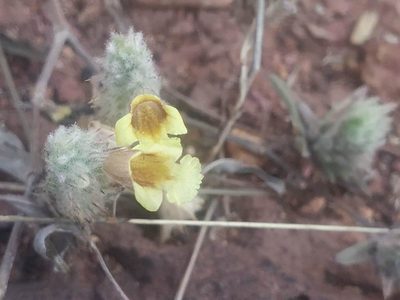 Lepidagathis lutea, photographed by S.MORE