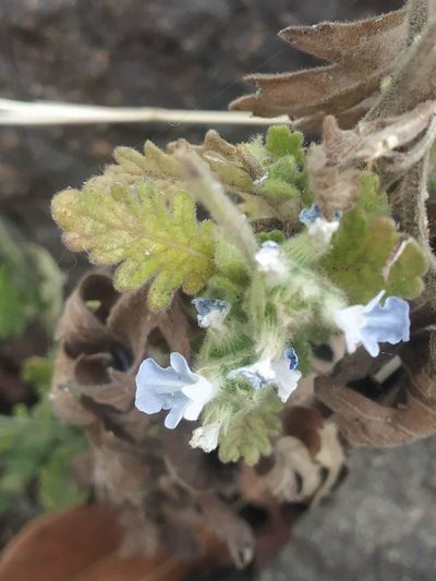 Lavandula gibsonii, photographed by S.MORE