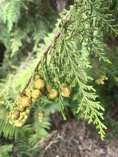 Chamaecyparis formosensis, photographed by poyin