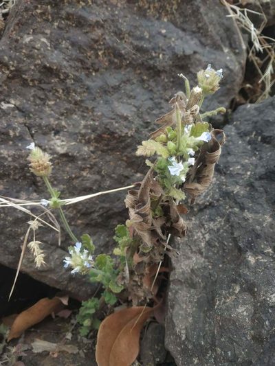 Lavandula gibsonii, photographed by S.MORE