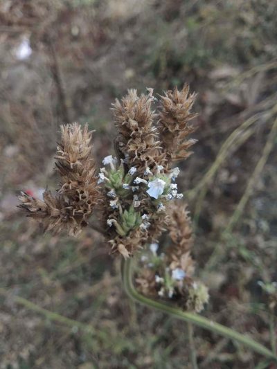 Lavandula gibsonii, photographed by S.MORE
