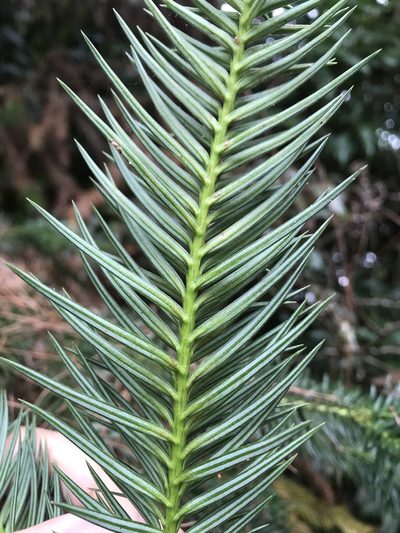 Cunninghamia konishii, photographed by poyin