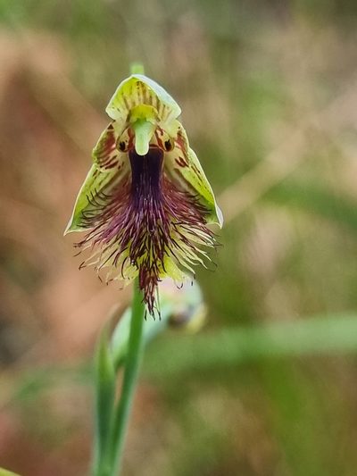 Calochilus campestris, photographed by Richard Dimon