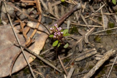 Levenhookia pusilla, photographed by T. Hammer