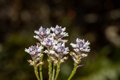Conospermum patens, photographed by T. Hammer