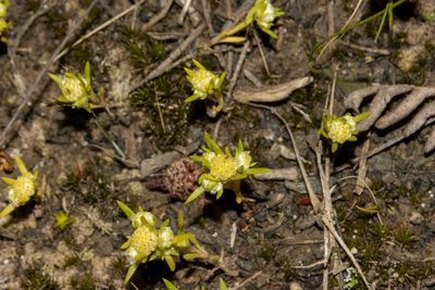 Siloxerus multiflorus, photographed by T. Hammer
