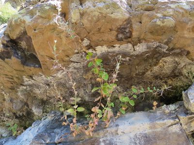 Epilobium pubens, photographed by Alice Shanks