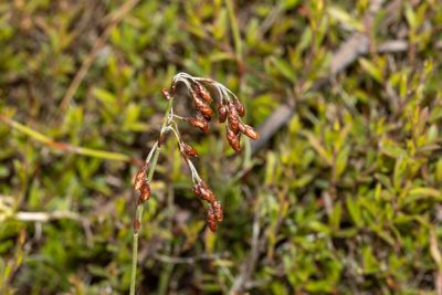 Hypolaena fastigiata, photographed by T. Hammer