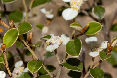 Spyridium thymifolium, photographed by T. Hammer