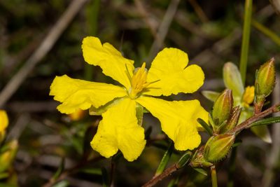 Hibbertia devitata, photographed by T. Hammer