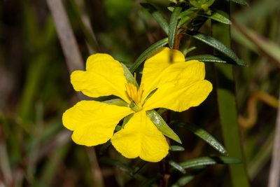 Hibbertia devitata, photographed by T. Hammer